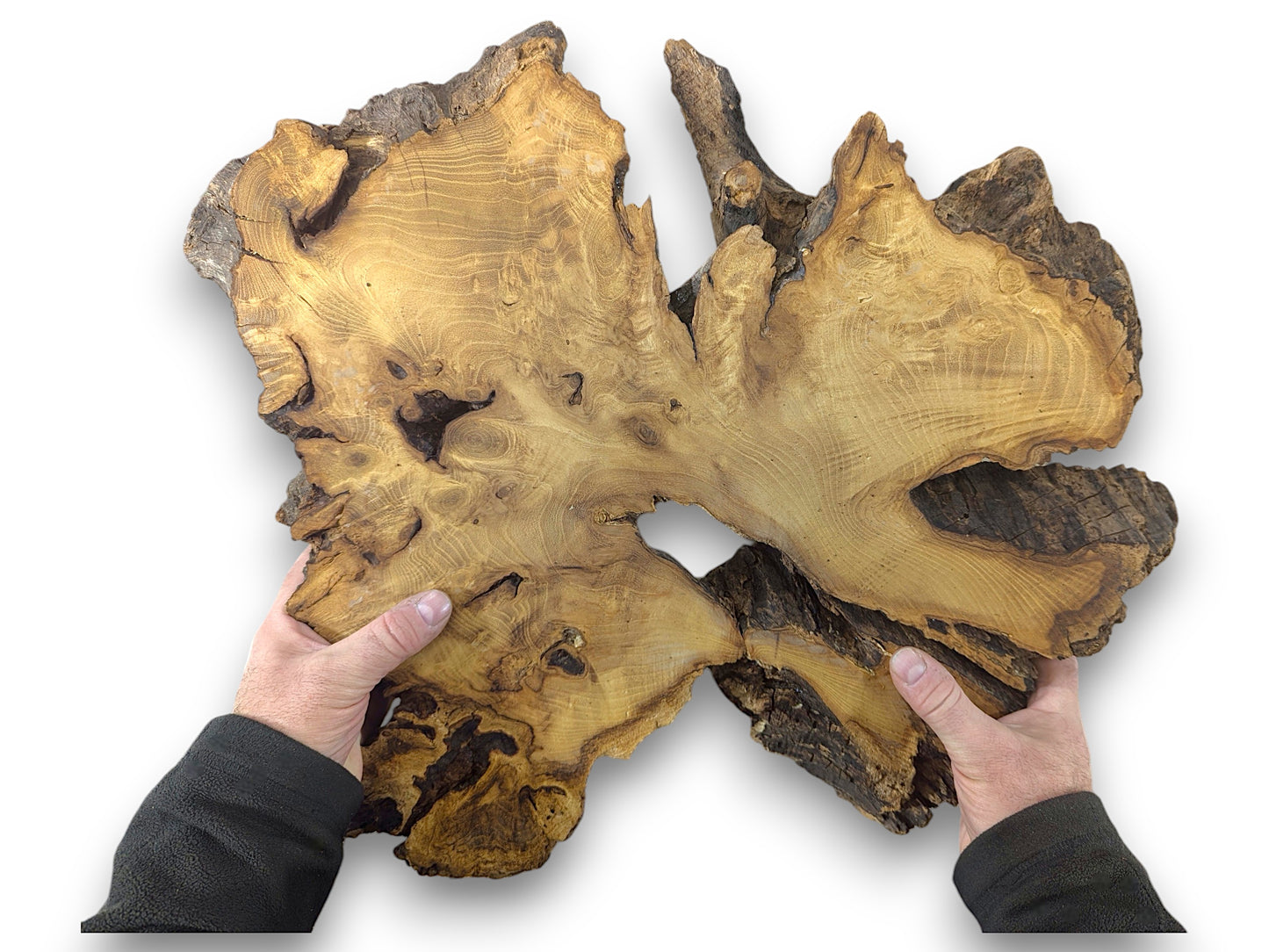 Hands hold an irregular black locust root wood slice, showing light-brown wood grain and dark rough bark.