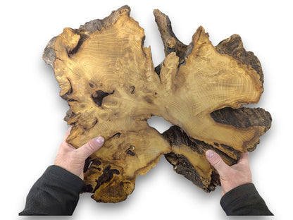 Hands hold an irregular black locust root wood slice, showing light-brown wood grain and dark rough bark.