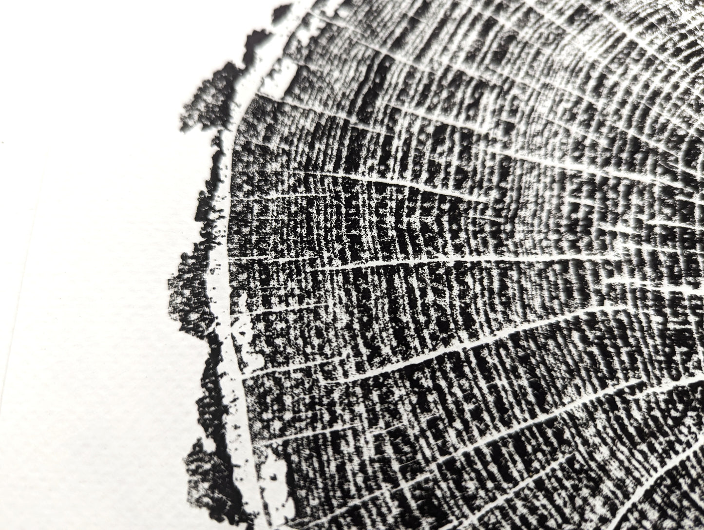 Close-up of a black woodcut print showing tree rings with textured bark edge on white paper.
