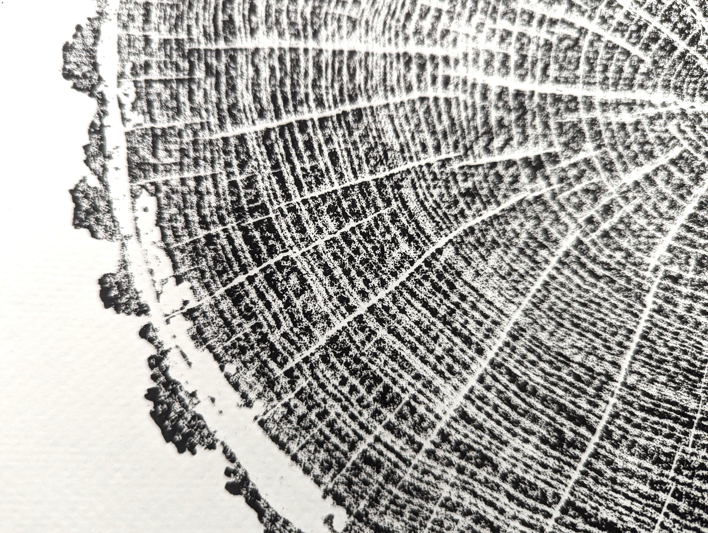 Textured black ink impression of tree rings, radial lines, and a rough bark edge.