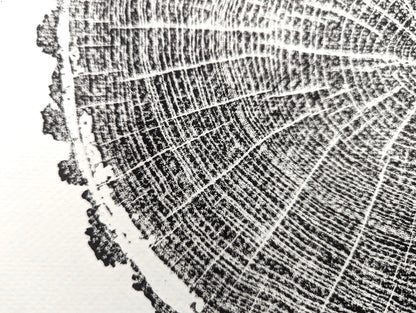 Textured black ink impression of tree rings, radial lines, and a rough bark edge.