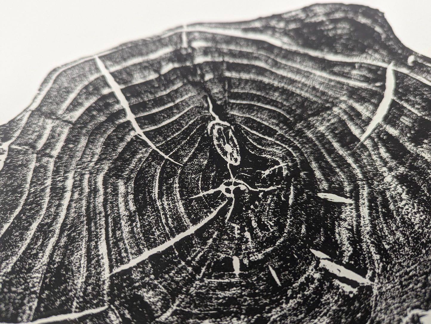 Detailed view of a black and white tree root slice monoprint, showing concentric growth rings and organic textures.