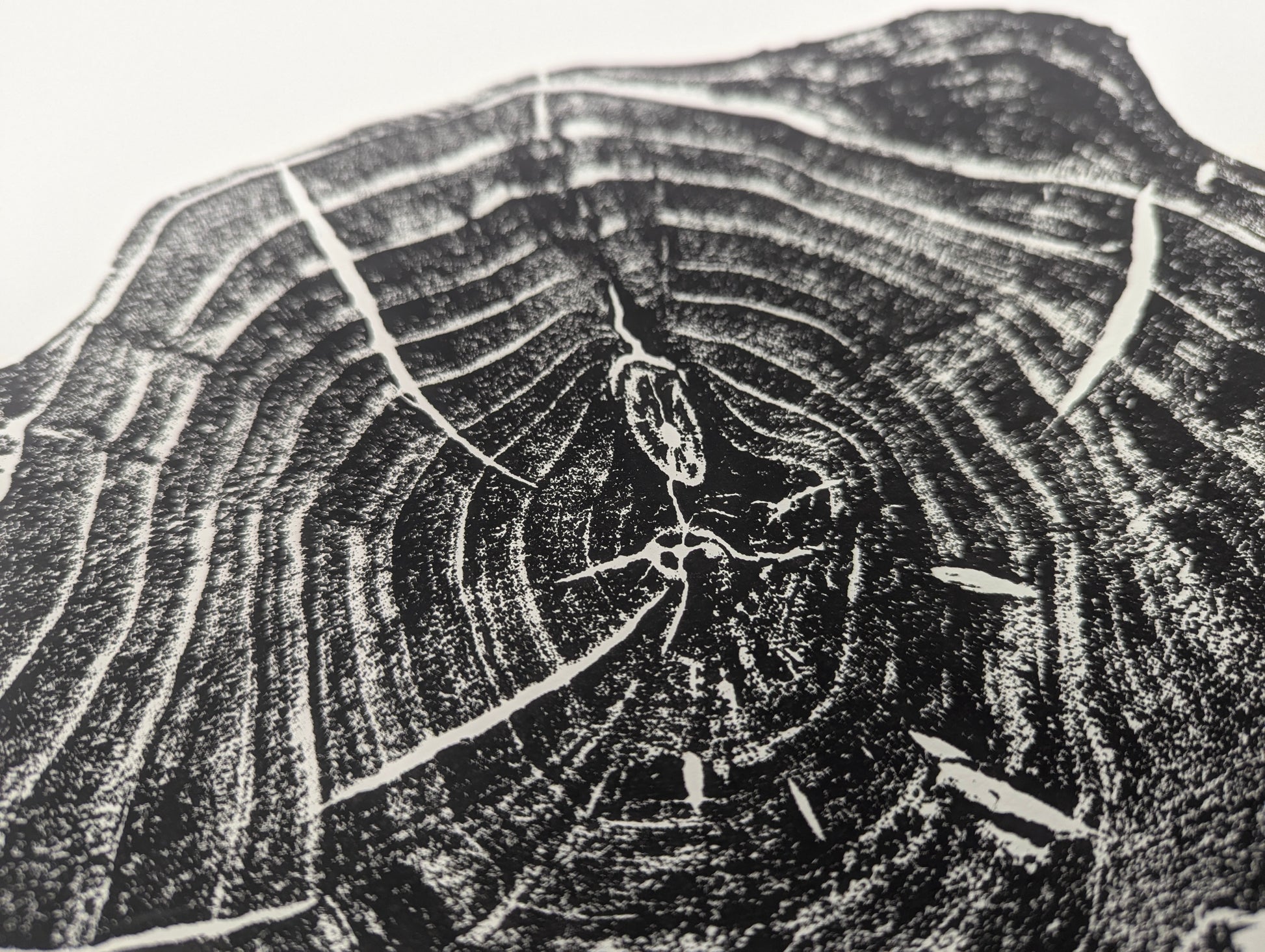 Detailed view of a black and white tree root slice monoprint, showing concentric growth rings and organic textures.