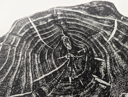 Detailed view of a black and white tree root slice monoprint, showing concentric growth rings and organic textures.