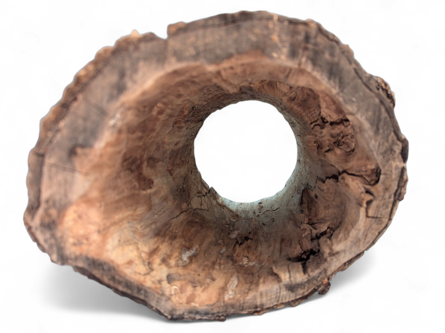 View into one end of a hollow wood log, showing gnarled texture and natural rough bark.