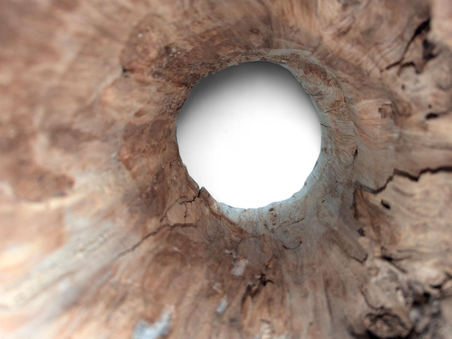 Perspective view through a light brown hollow wood log, showing textured interior and a bright opening.