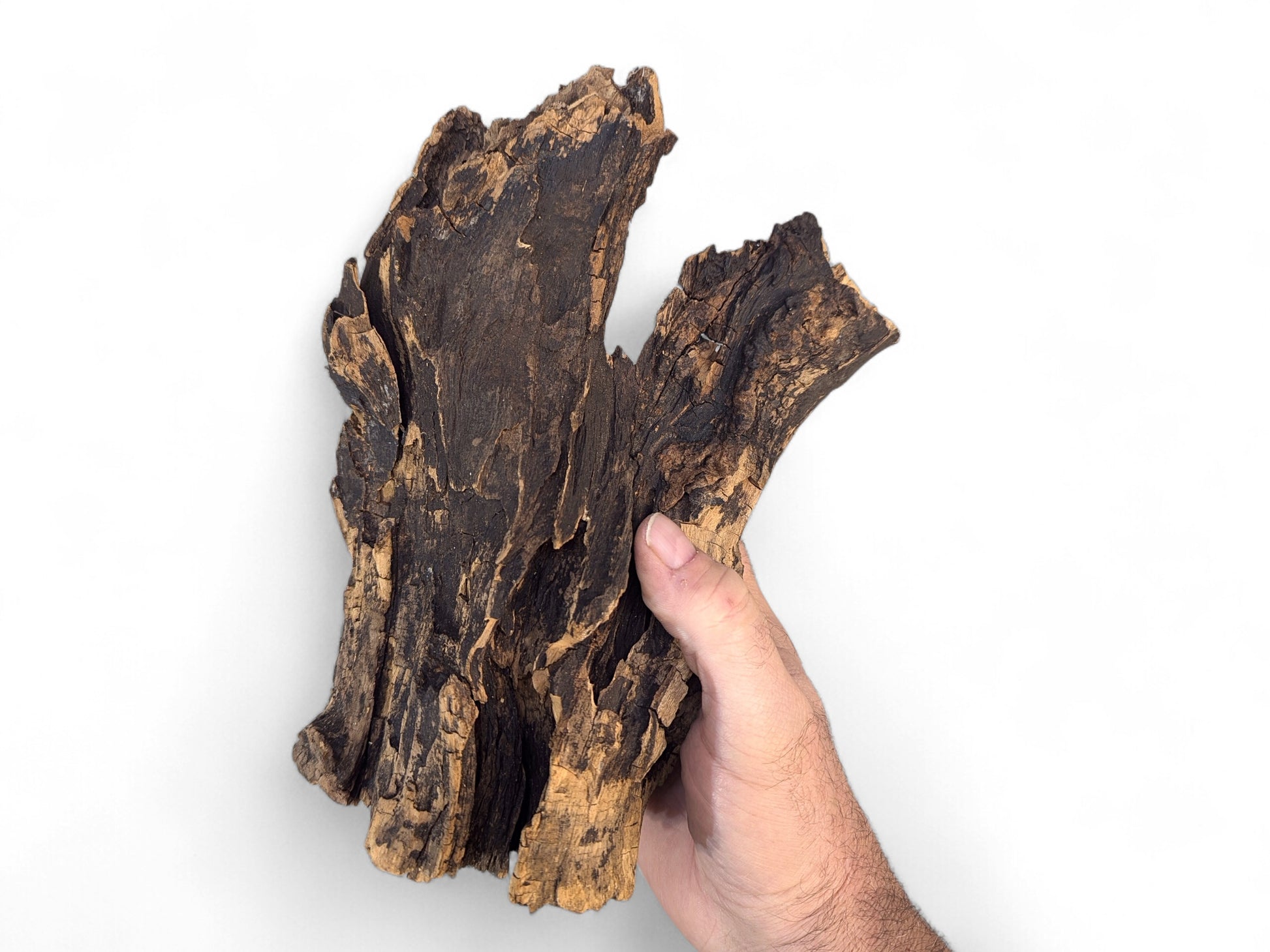 A hand holds an irregular dark brown wood piece, deeply grooved with weathered texture and golden-brown streaks.