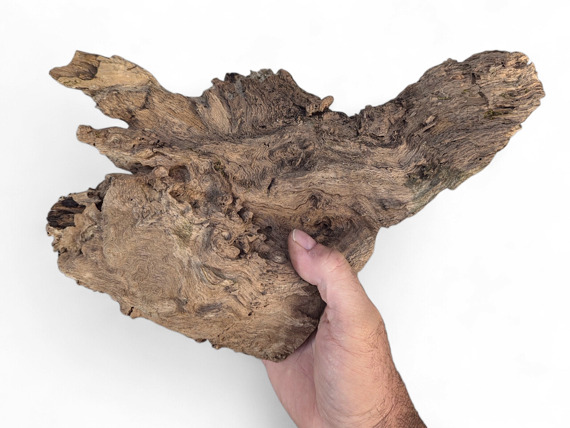 Hand holding an irregularly shaped, weathered brown burl wood fragment with rough, grooved texture.
