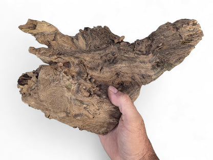 Hand holding an irregularly shaped, weathered brown burl wood fragment with rough, grooved texture.