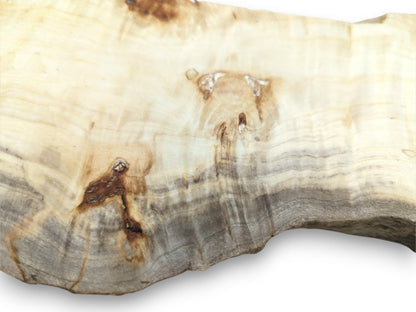 Dark grey growth rings ripple across a pale lumber section with several irregular brown knots.