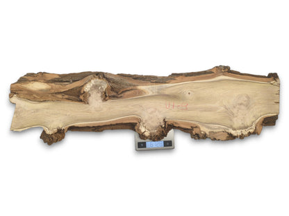 A long, live edge black locust slab rests on a digital scale showing its weight.