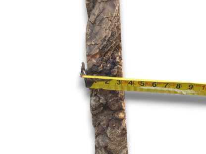 A close-up of a measuring tape showing the thickness of the slab's live edge.