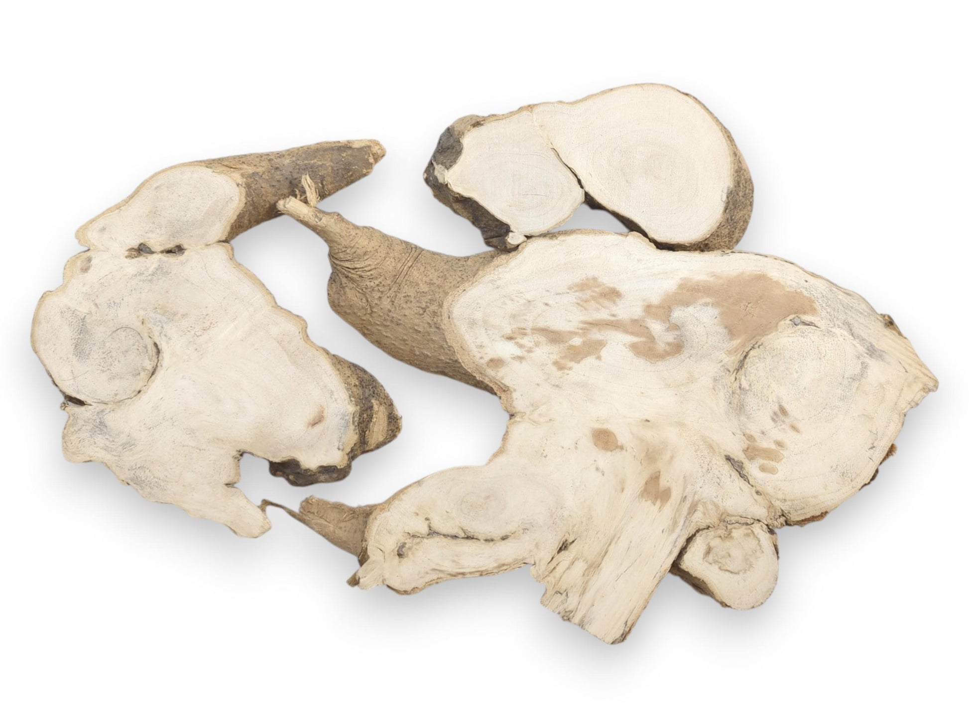 Three Ailanthus wood root slices with light grain and natural bark edges on a white background.
