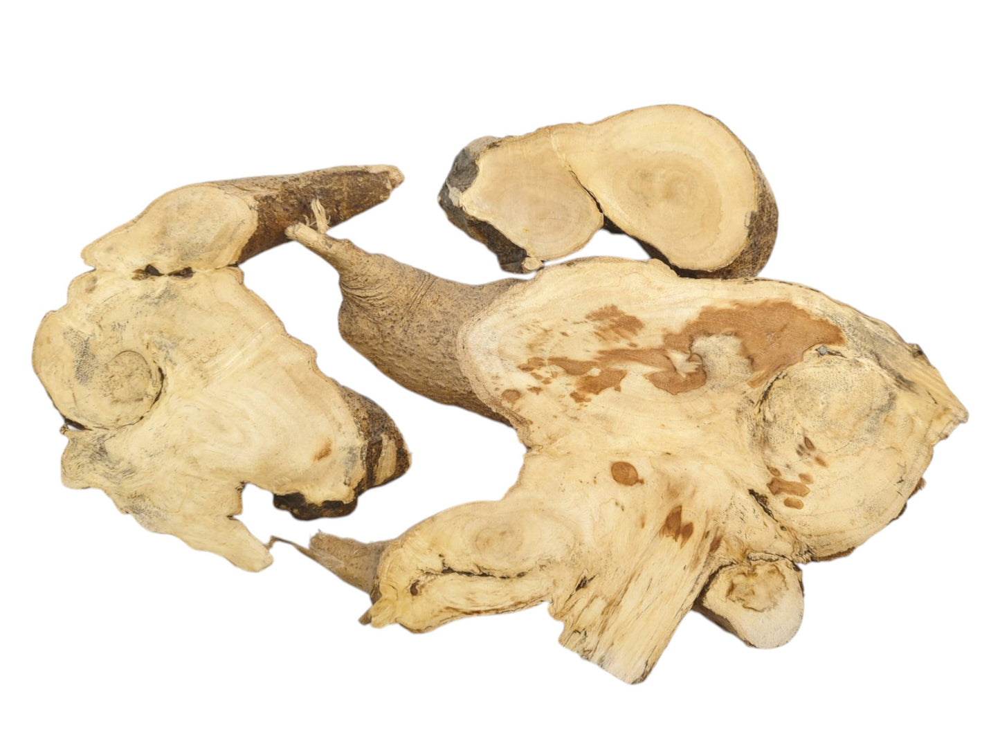 Three Ailanthus wood root slices with light grain and natural bark edges on a white background.