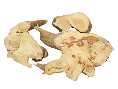 Three Ailanthus wood root slices with light grain and natural bark edges on a white background.