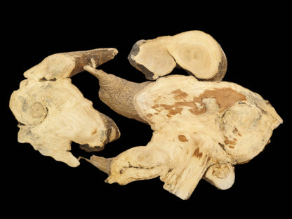 Three Ailanthus wood root slices with light grain, natural bark edges, and a dark background.