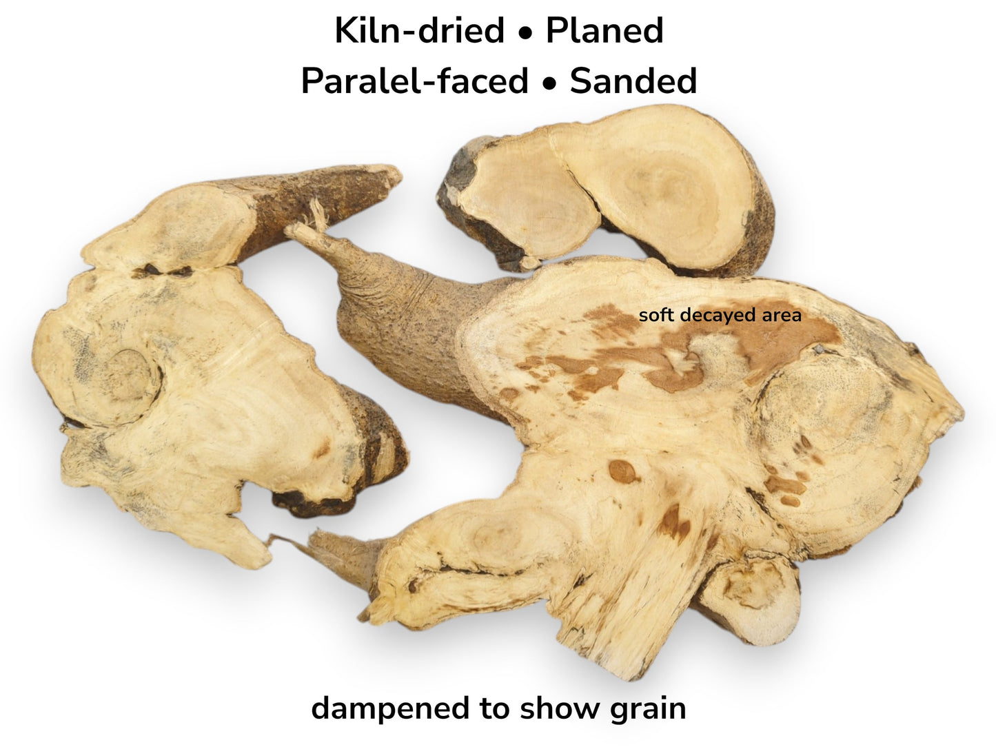 Three kiln-dried Ailanthus wood root slices, planed and sanded, showing a soft decayed area.