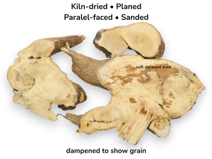 Three kiln-dried Ailanthus wood root slices, planed and sanded, showing a soft decayed area.