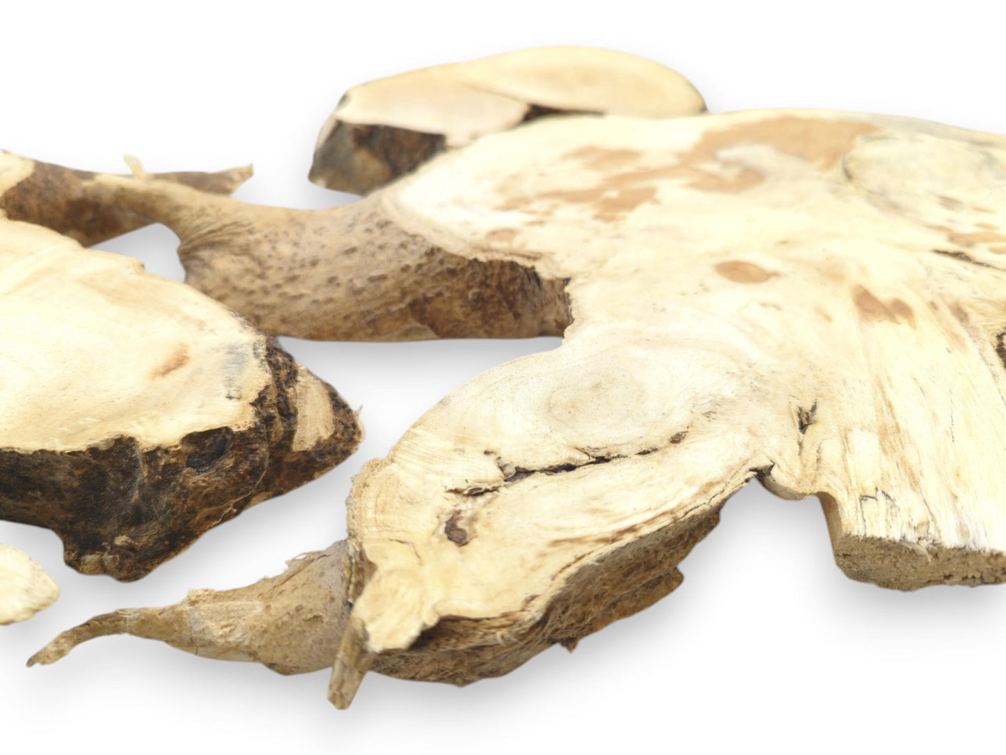 Several Ailanthus wood root slices with light grain, natural bark edges, and visible cracks.