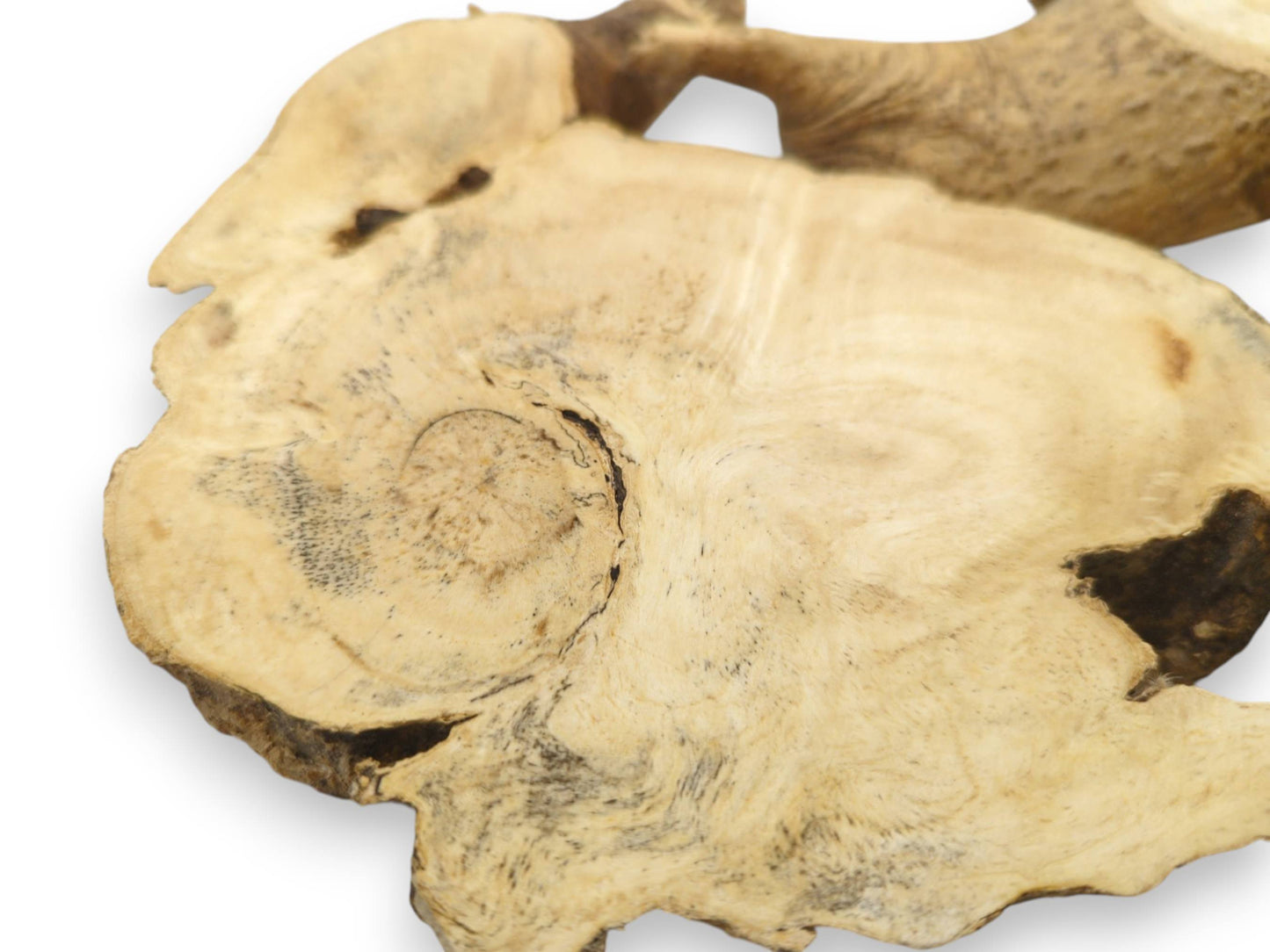 A close-up of a single Ailanthus wood root slice with light grain and dark inclusions.
