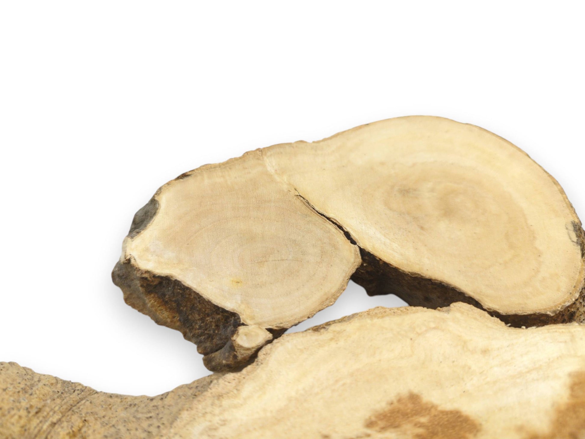 Three Ailanthus wood root slices with light grain, natural bark edges, and visible cracks on white.