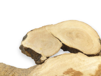 Three Ailanthus wood root slices with light grain, natural bark edges, and visible cracks on white.