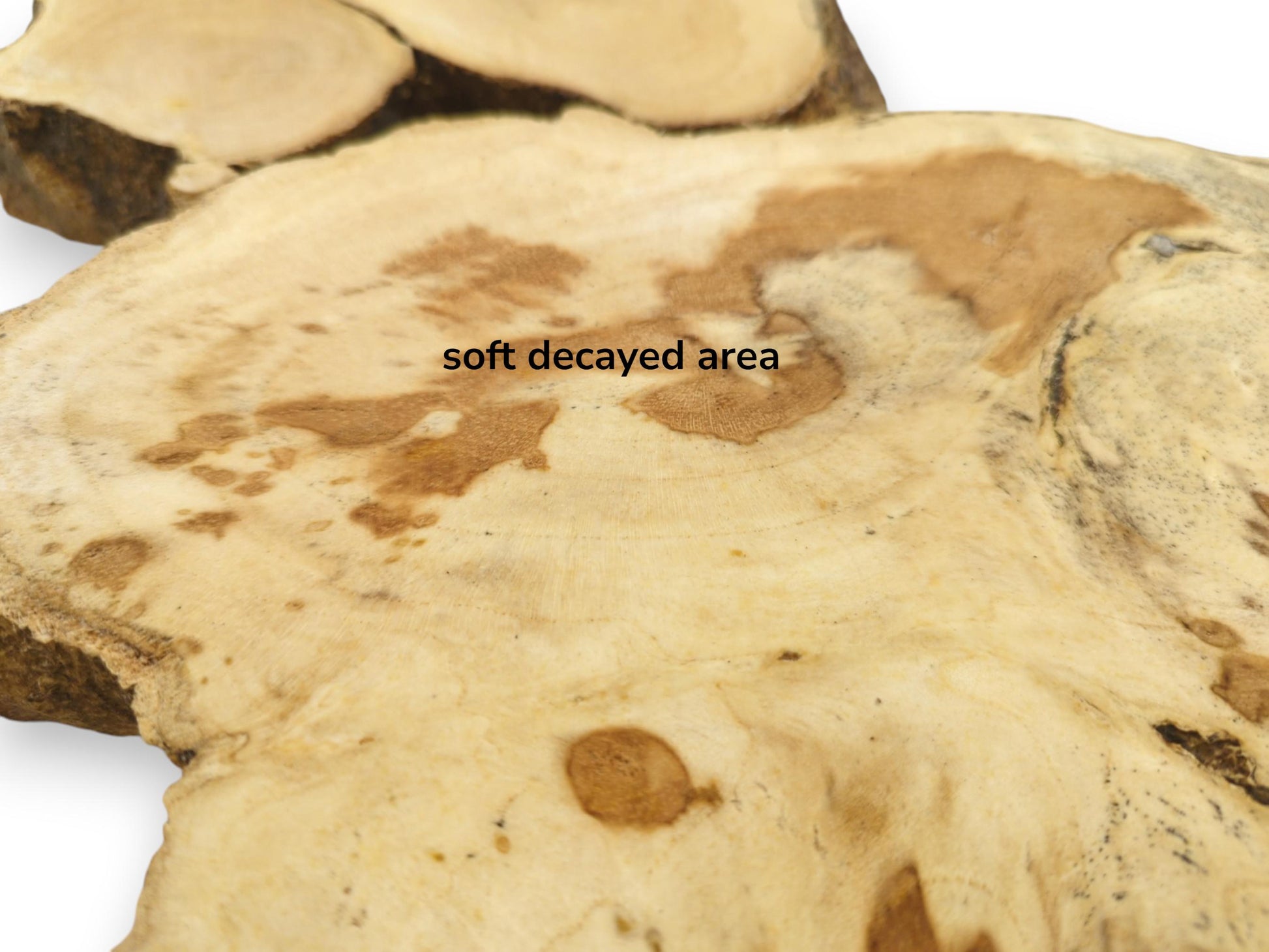 A close-up of a light-colored Ailanthus wood slice with a soft decayed area.