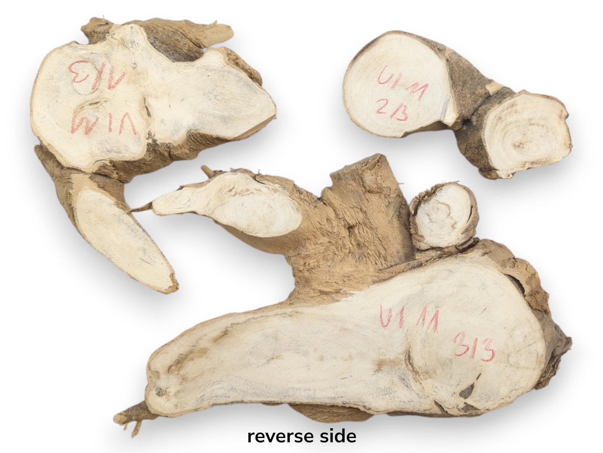 Three Ailanthus wood root slices, planed and sanded, showing natural bark edges and grain.