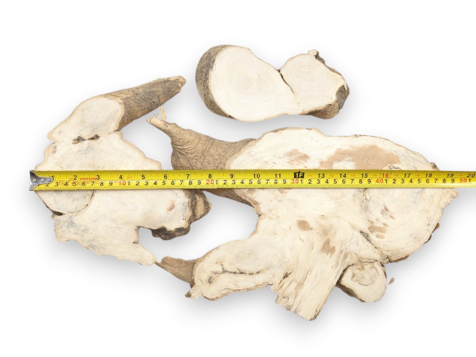 Three Ailanthus wood root slices with light grain and natural bark edges on white.