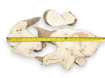 Three Ailanthus wood root slices with light grain and natural bark edges on white.