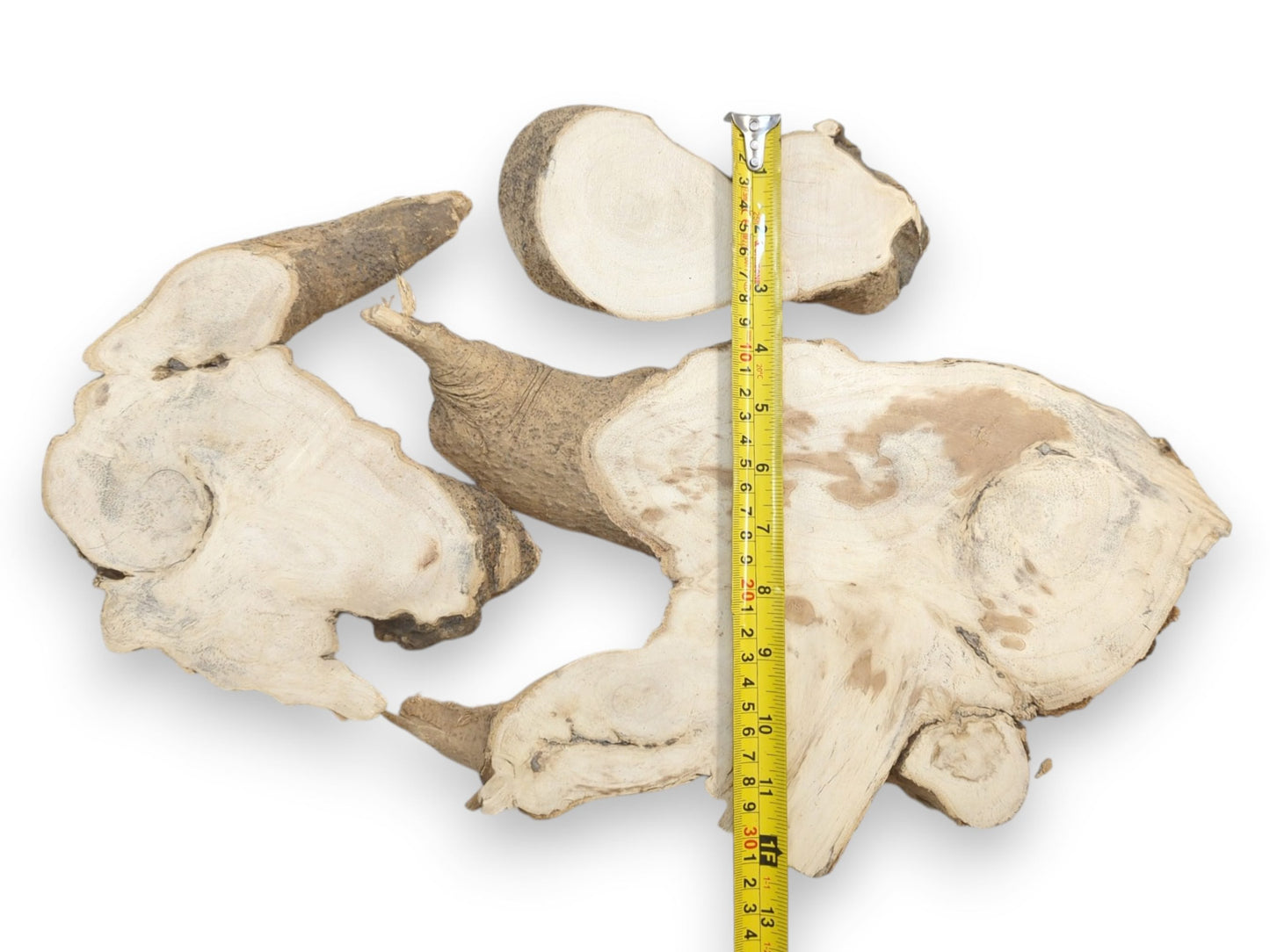 Multiple Ailanthus wood root slices with light grain, natural bark edges, and a measuring tape.