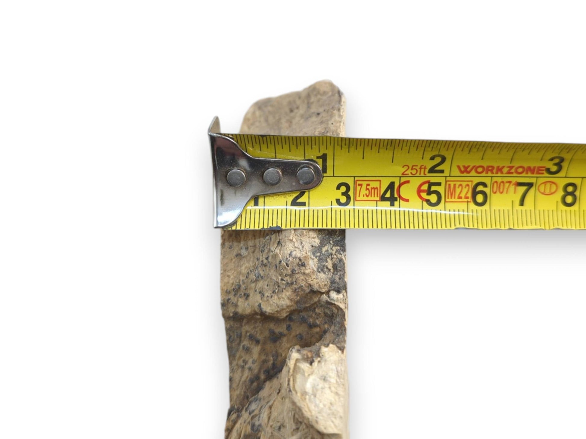 A close-up of a rough Ailanthus wood root slice with a measuring tape across it.