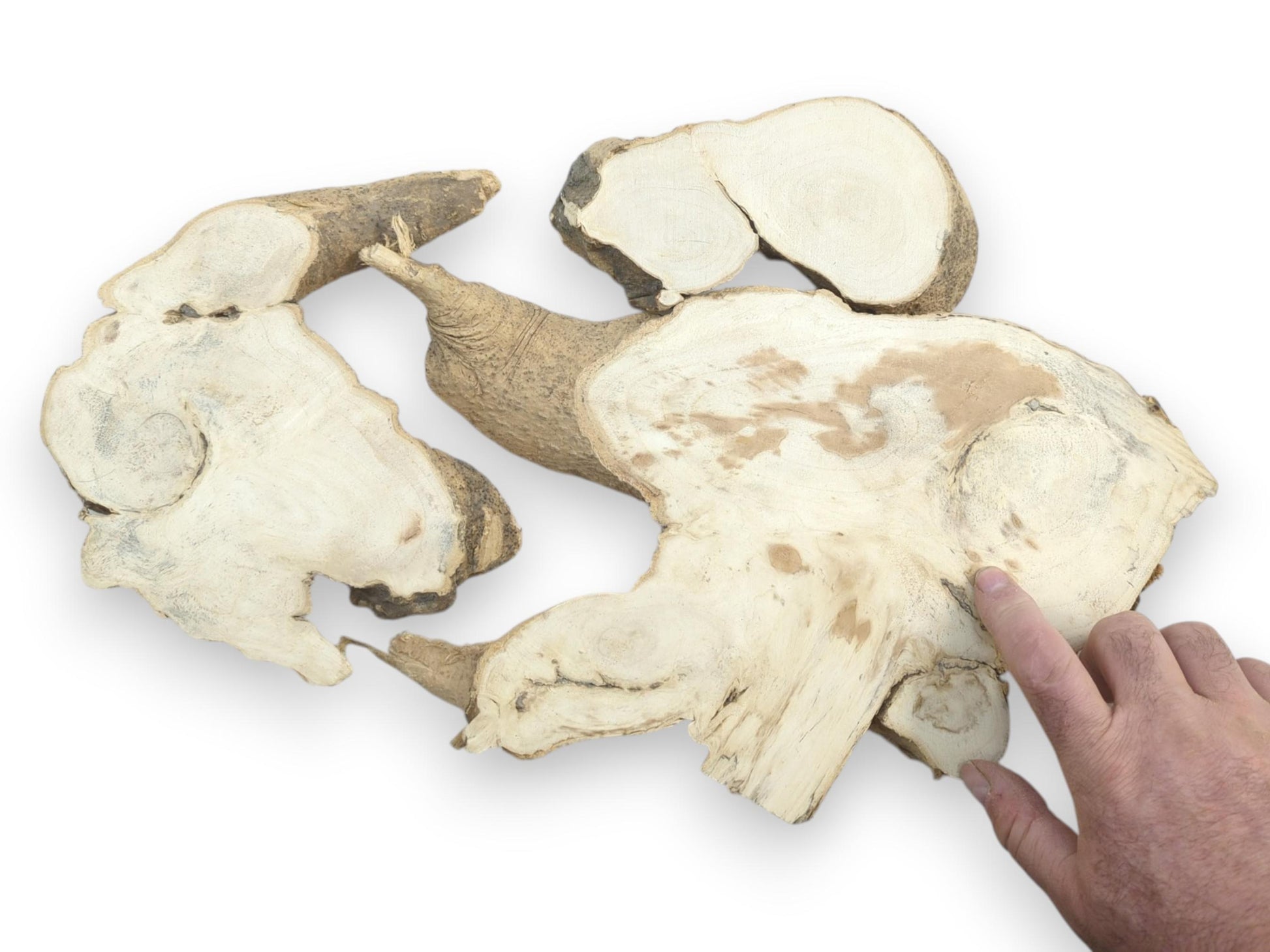 A hand points to a large, light-colored Ailanthus wood root slice with natural bark edges.