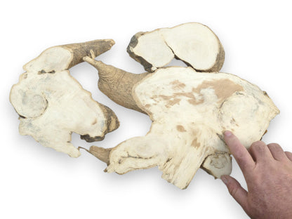 A hand points to a large, light-colored Ailanthus wood root slice with natural bark edges.