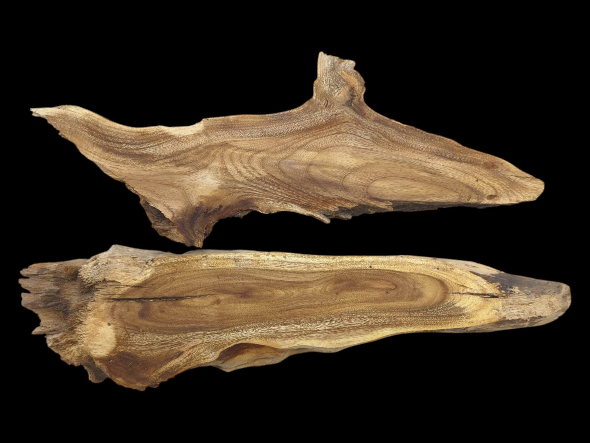 Two natural Mulberry wood root slices with live edges, showcasing distinct grain patterns on a black background.