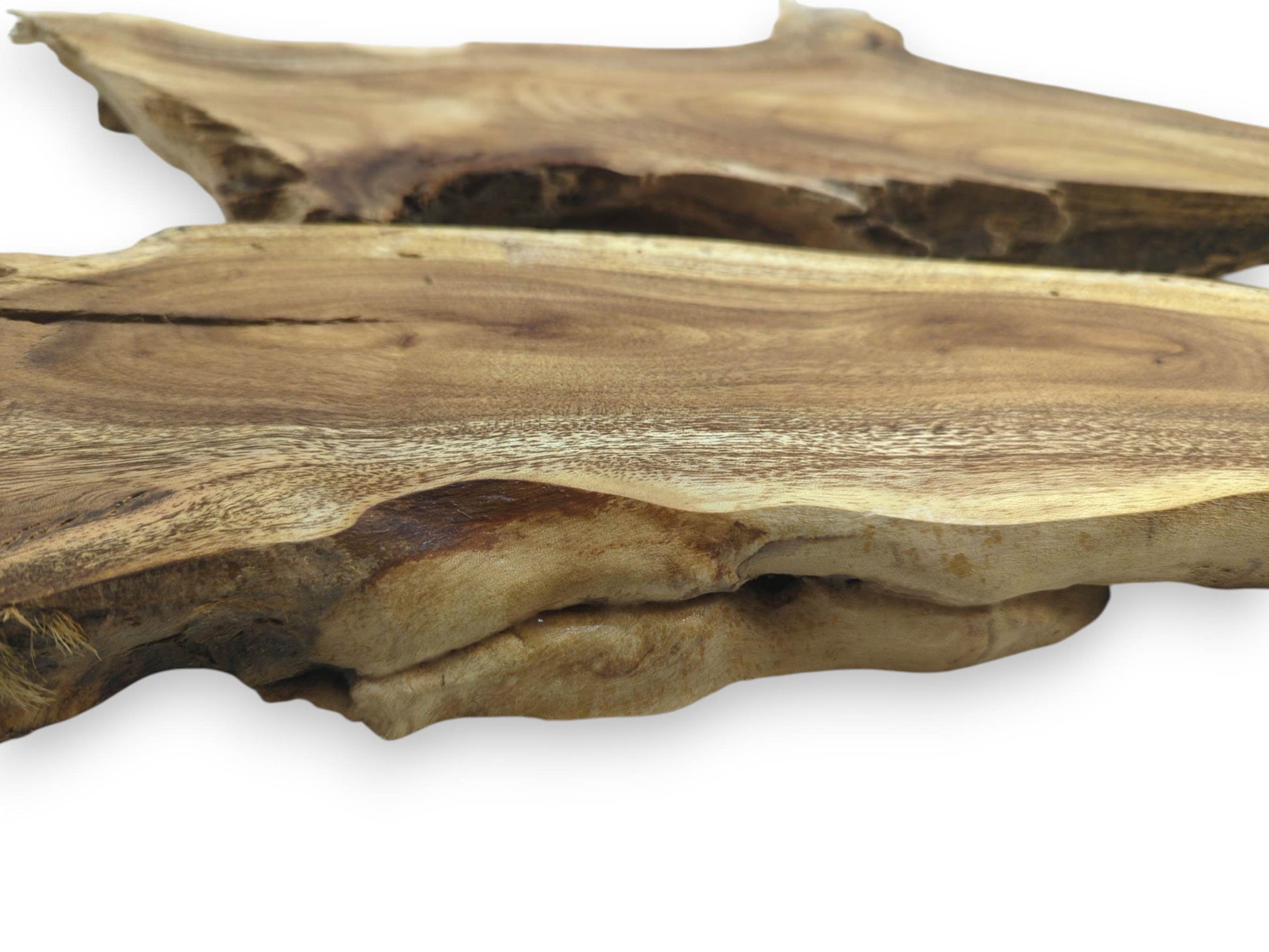 Two untreated Mulberry wood root slices with live edges, showcasing distinct grain patterns and texture.
