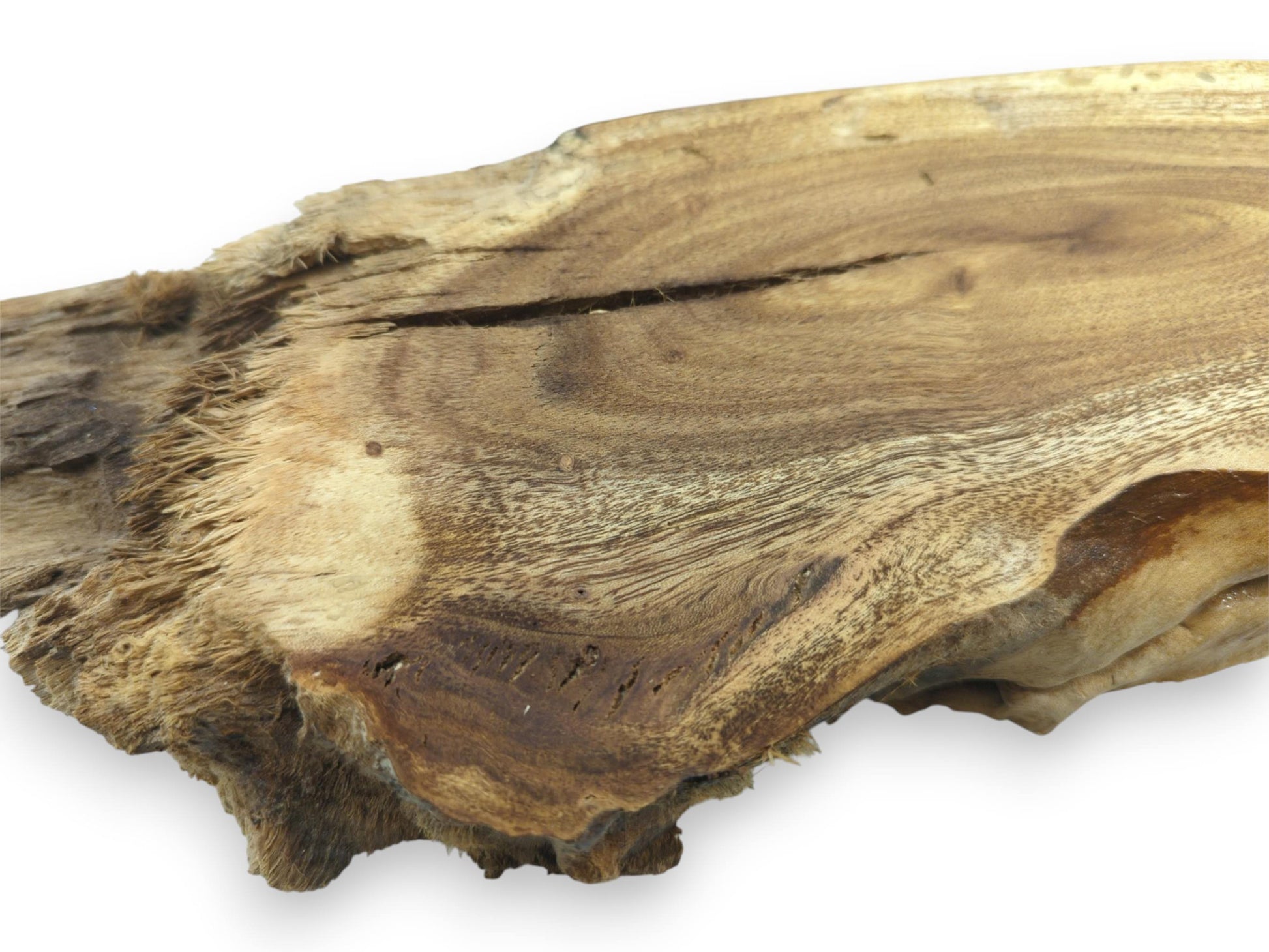 Close-up of a single Mulberry wood root slice with a live edge and natural cracks.