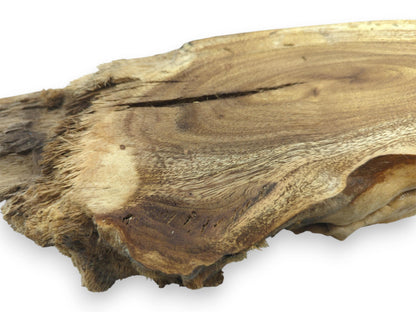 Close-up of a single Mulberry wood root slice with a live edge and natural cracks.