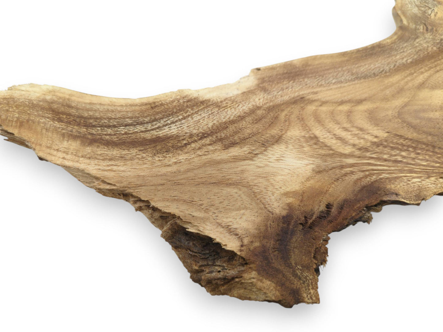A single, untreated Mulberry wood root slice with a live edge and natural grain patterns.