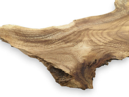 A single, untreated Mulberry wood root slice with a live edge and natural grain patterns.