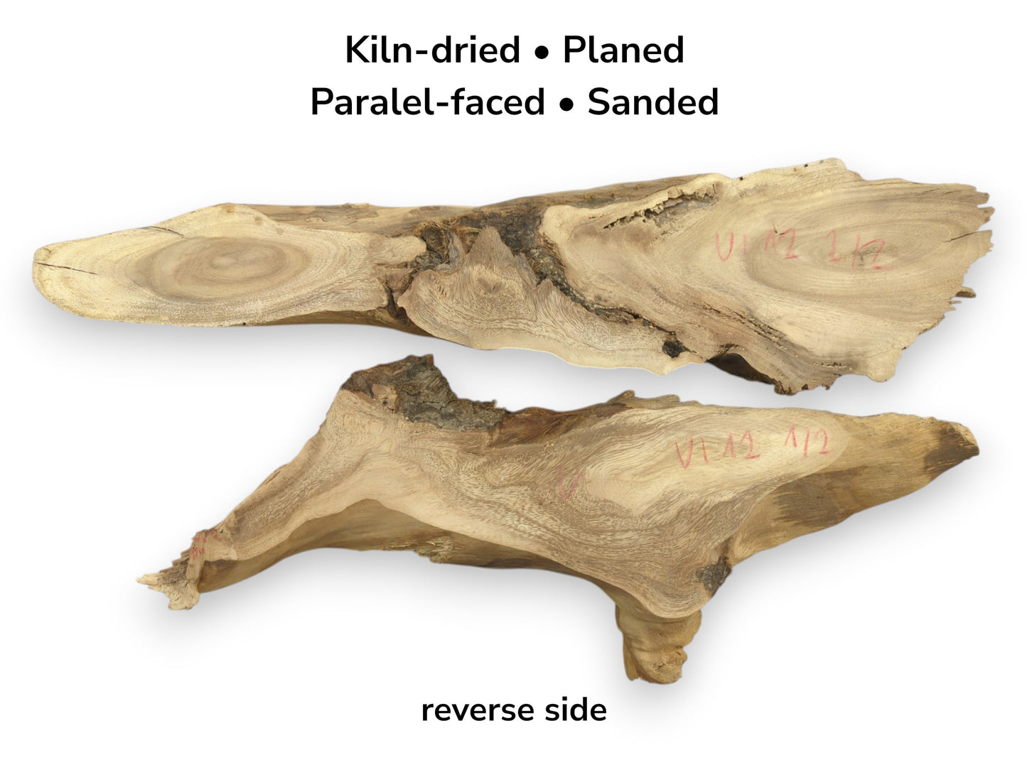 Two kiln-dried, planed, parallel-faced, sanded Mulberry wood root slices, showing reverse side.