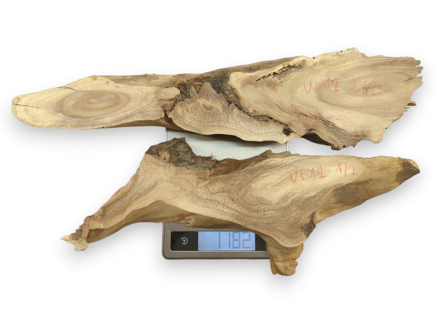 Two natural Mulberry wood root slices with live edges, displaying distinct grain patterns on a scale.