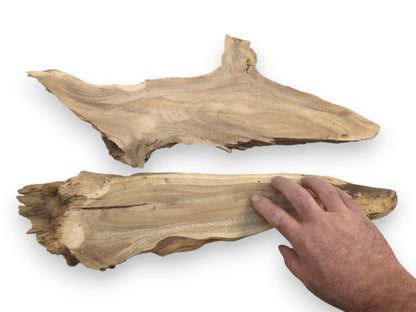 Two natural Mulberry wood root slices with a hand touching the lower piece.
