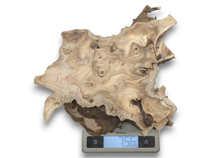 A highly figured, light-colored hardwood slice with natural edges and visible burls on a scale.
