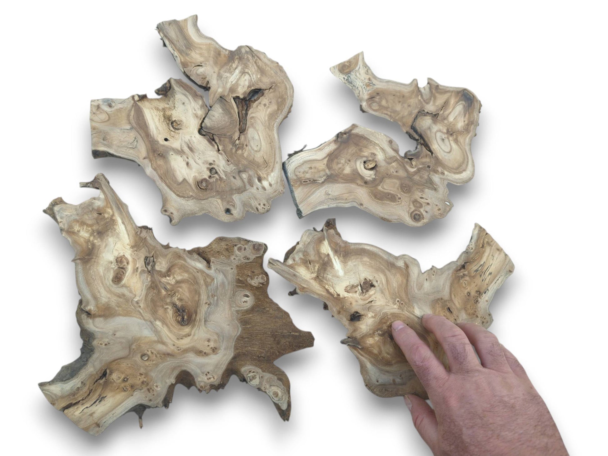 A hand touching one of four highly figured hardwood slices with natural edges and visible burls.