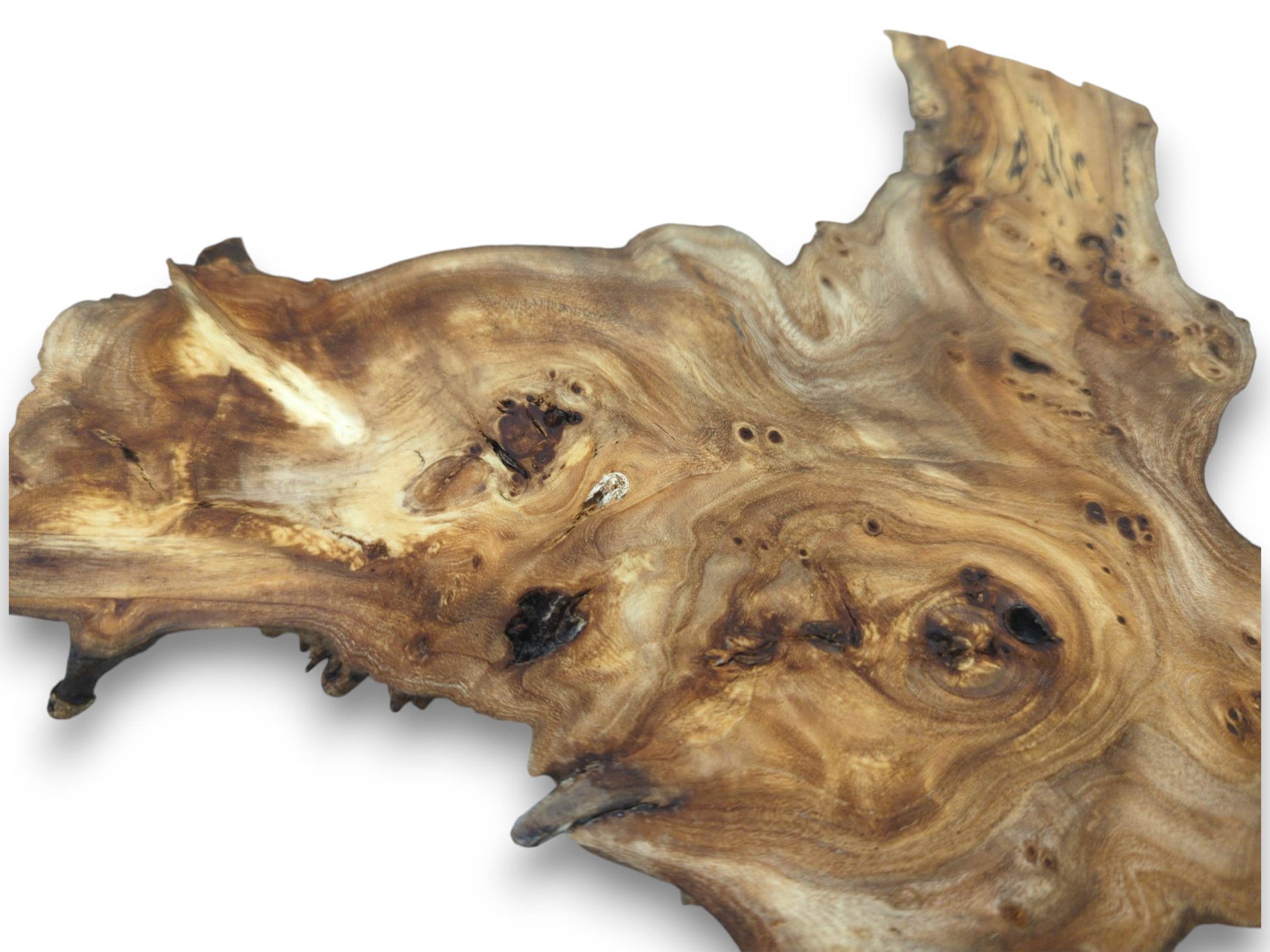 A single, highly figured hardwood slice with natural edges and prominent burls on a white background.