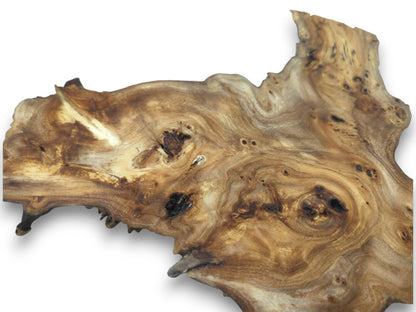 A single, highly figured hardwood slice with natural edges and prominent burls on a white background.