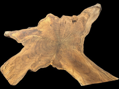 Natural, irregular English Walnut root wood slice with live edge, showing golden-brown concentric rings and dark grain.