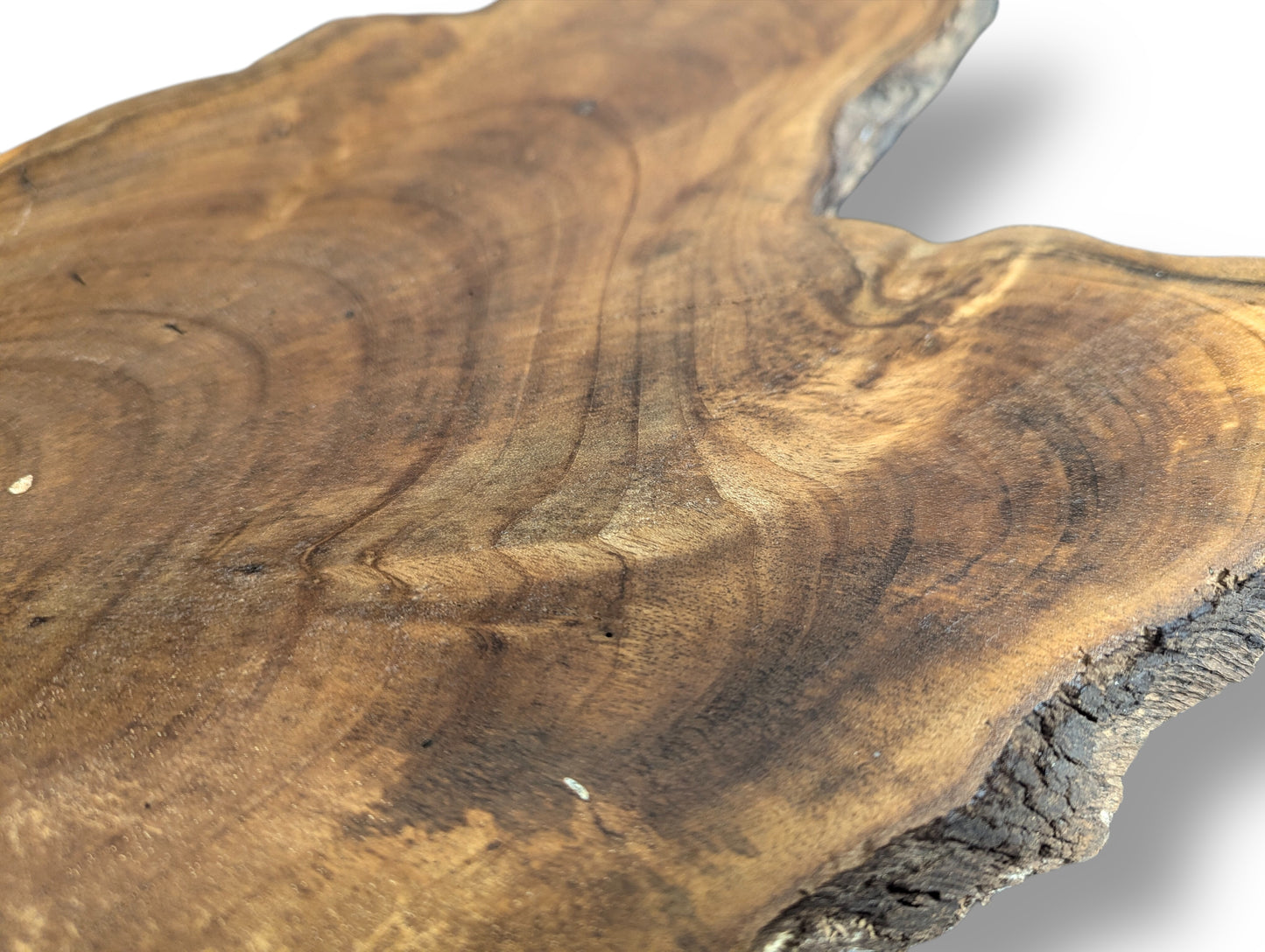 View of an irregular golden-brown English Walnut wood slice, showing dark grain and a rough live edge.