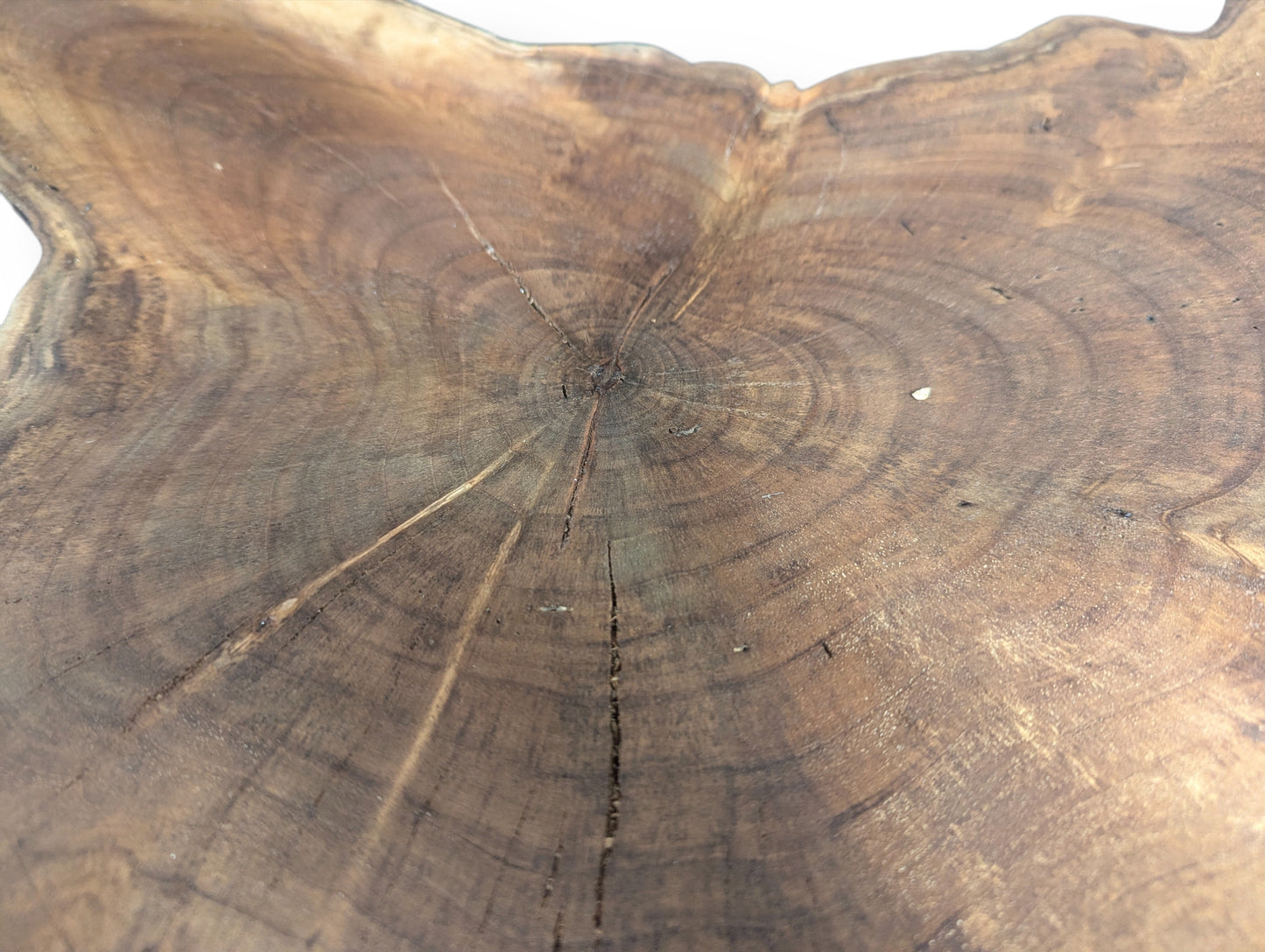 Overhead view of a dark brown English Walnut wood slice with irregular shape, prominent rings and cracks.